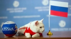 21 Метод за лес-kys: как котките се преподават в различни страни